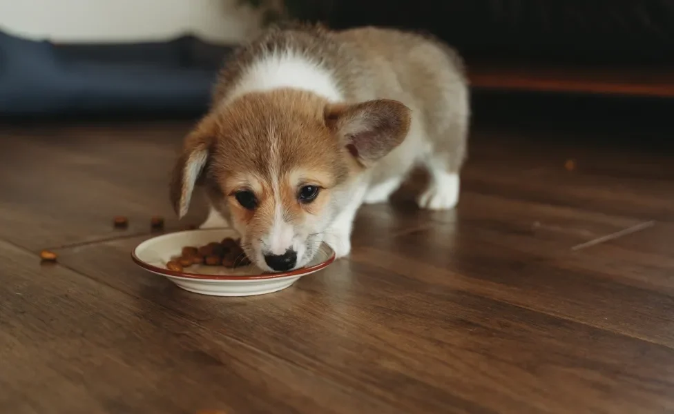 Filhote de cachorro da raça Corgi comendo