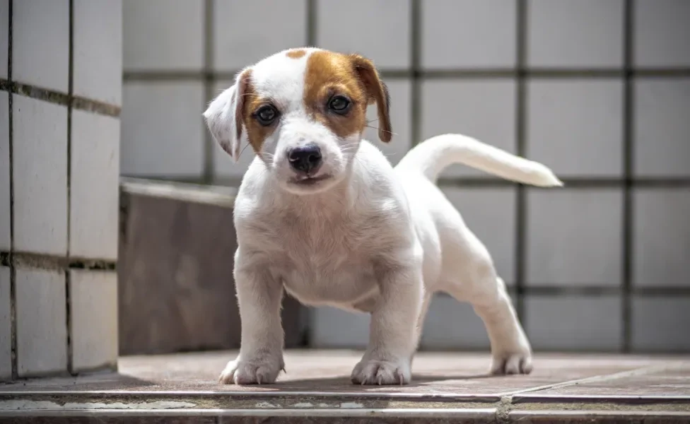 filhote de cachorro em pé