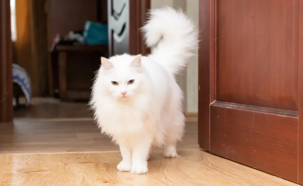 gato angorá branco perto de porta