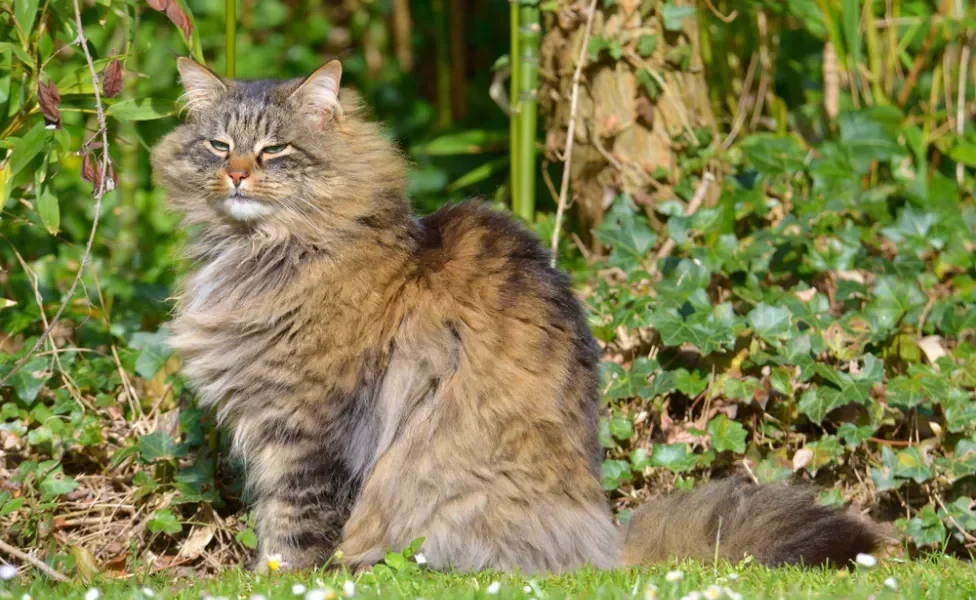 gato angorá malhado ao ar livre