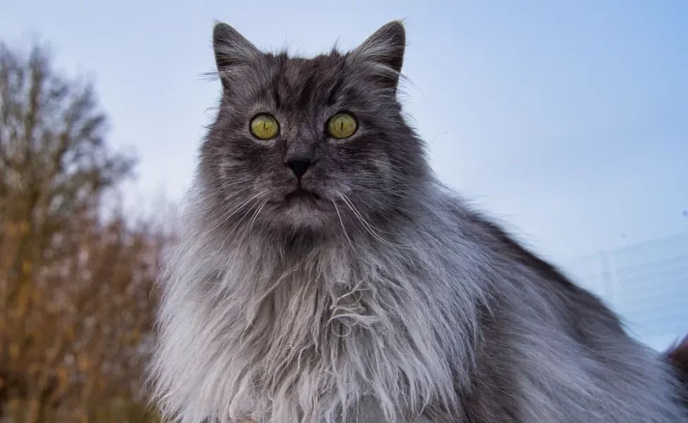 gato angorá cinza com céu de fundo