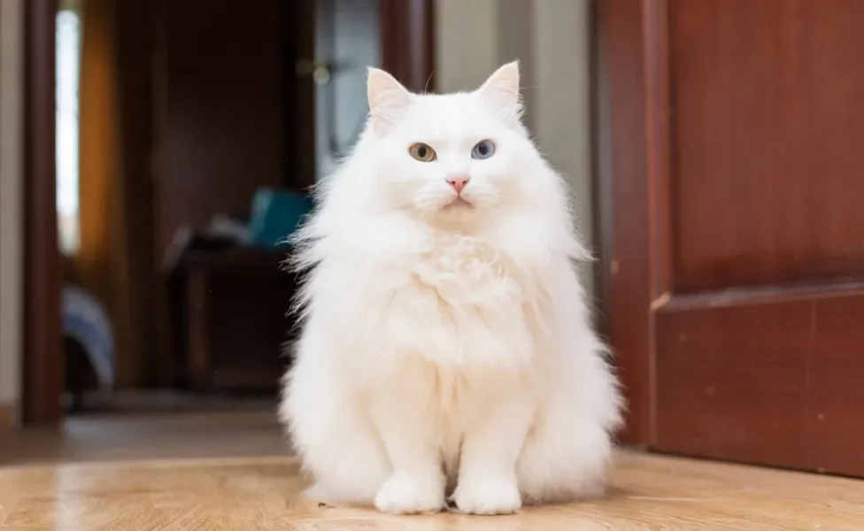 gato angorá branco preto de porta