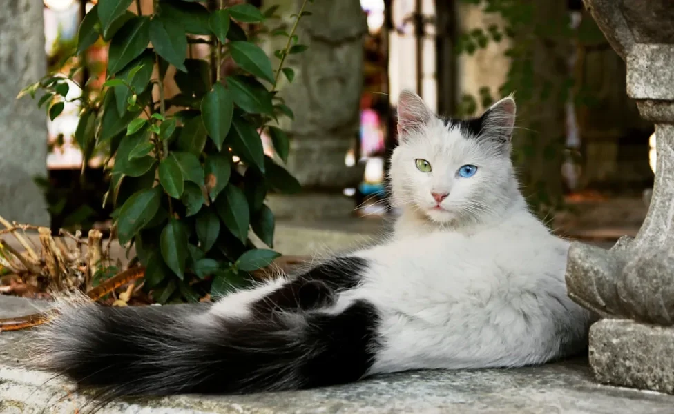 gato angorá preto e branco deitado no chão