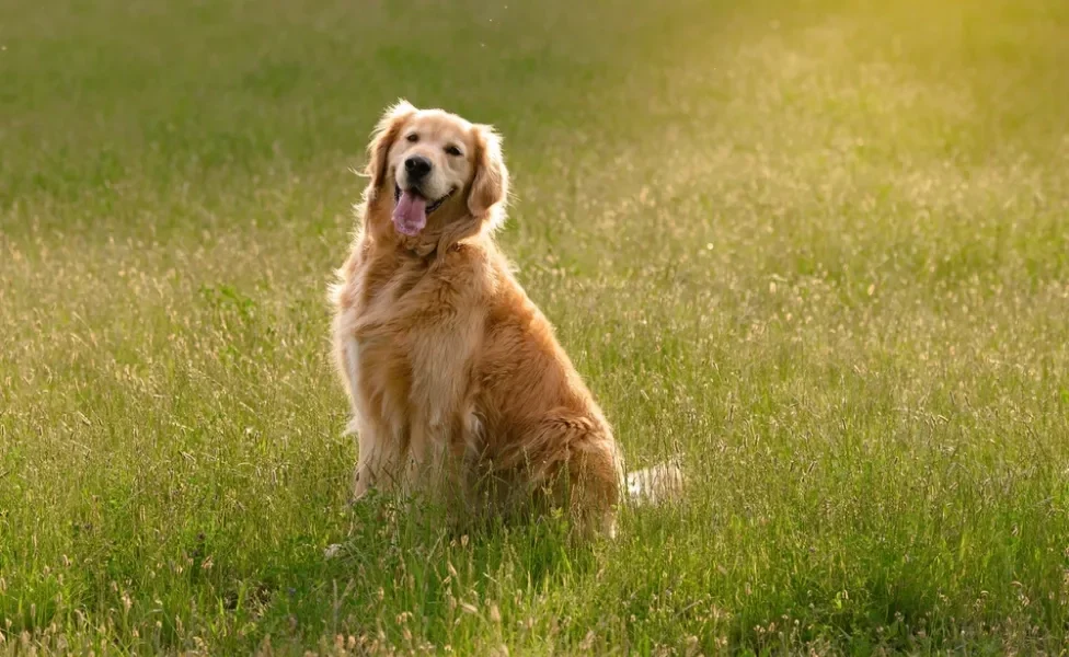 golden retriever sentado na grama