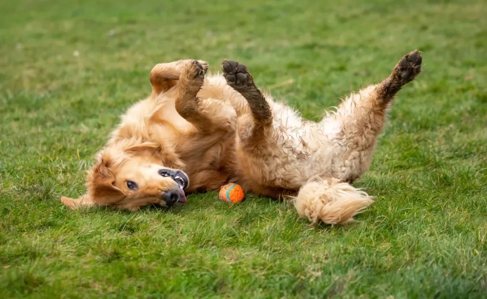 golden retriever deitado na grama feliz