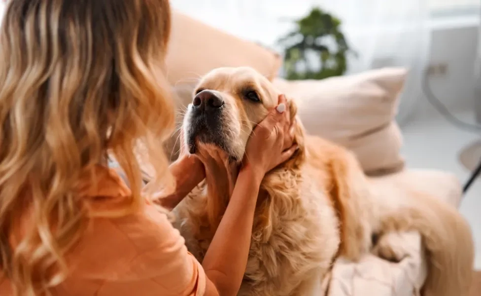 golden retriever olhando para dona