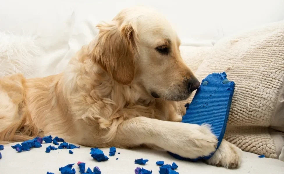 golden retriever com chinelo mordido