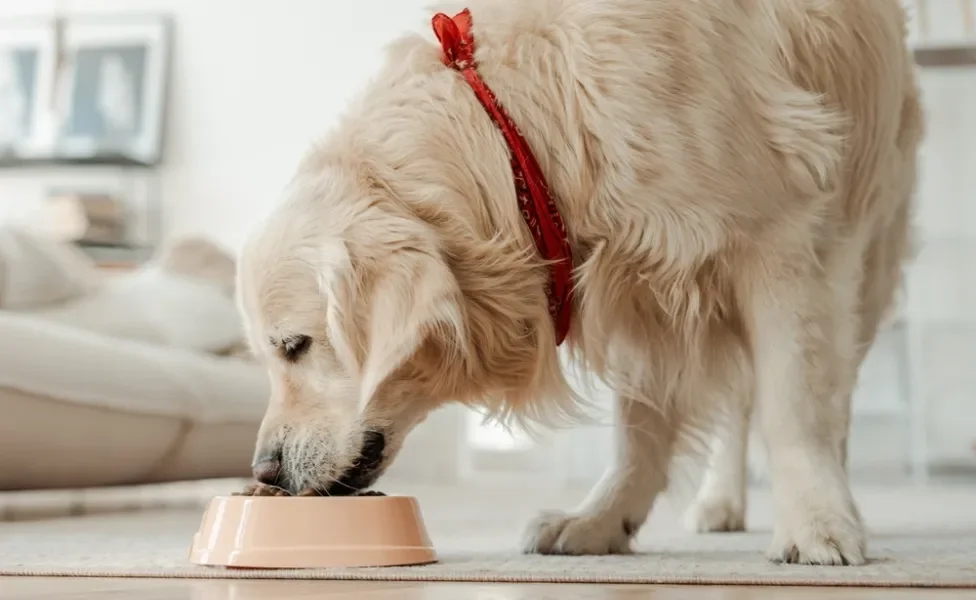 golden retriever comendo no potinho de ração