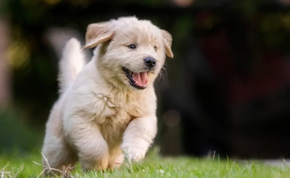 golden retriever filhote correndo na grama