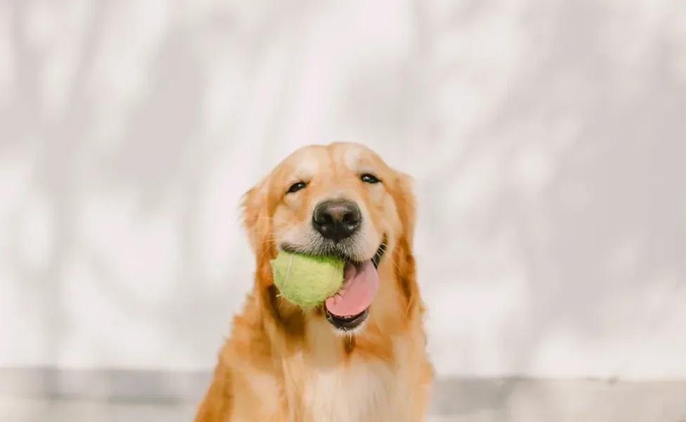 golden retriever com bolinha na boca