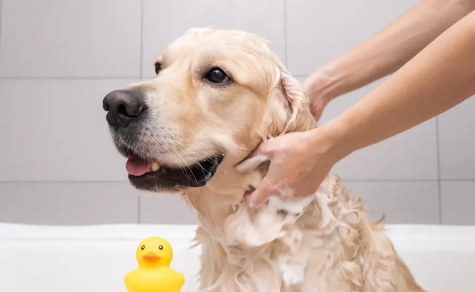 golden retriever tomando banho