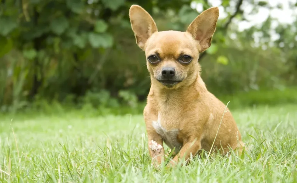 menor cachorro do mundo deitado na grama