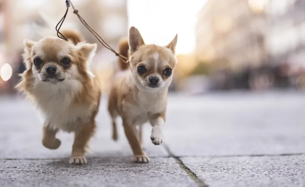 dois Chihuahua passeando de coleira