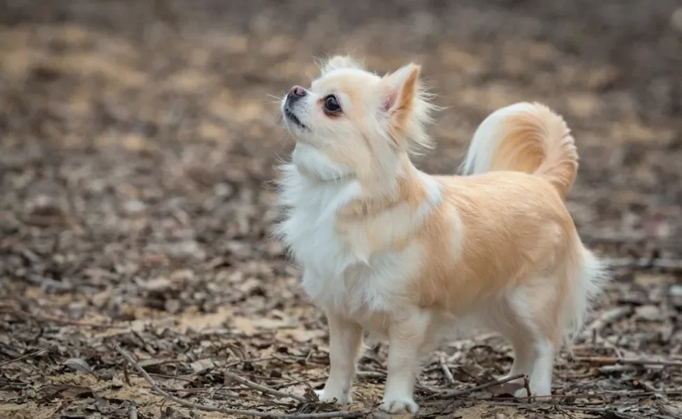 menor cachorro do mundo na natureza