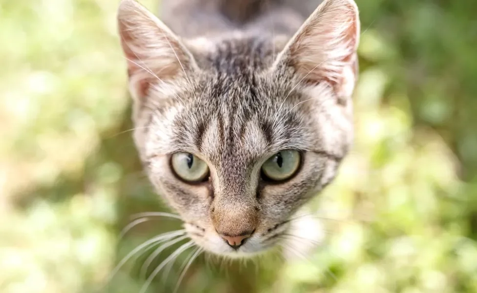 gato cinza de olho verde