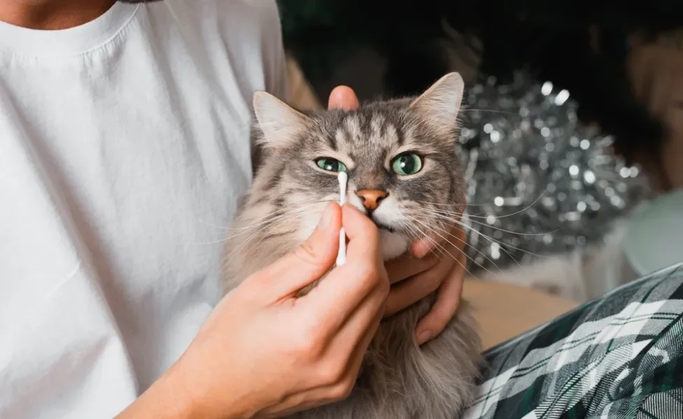 pessoa limpando olho de gato