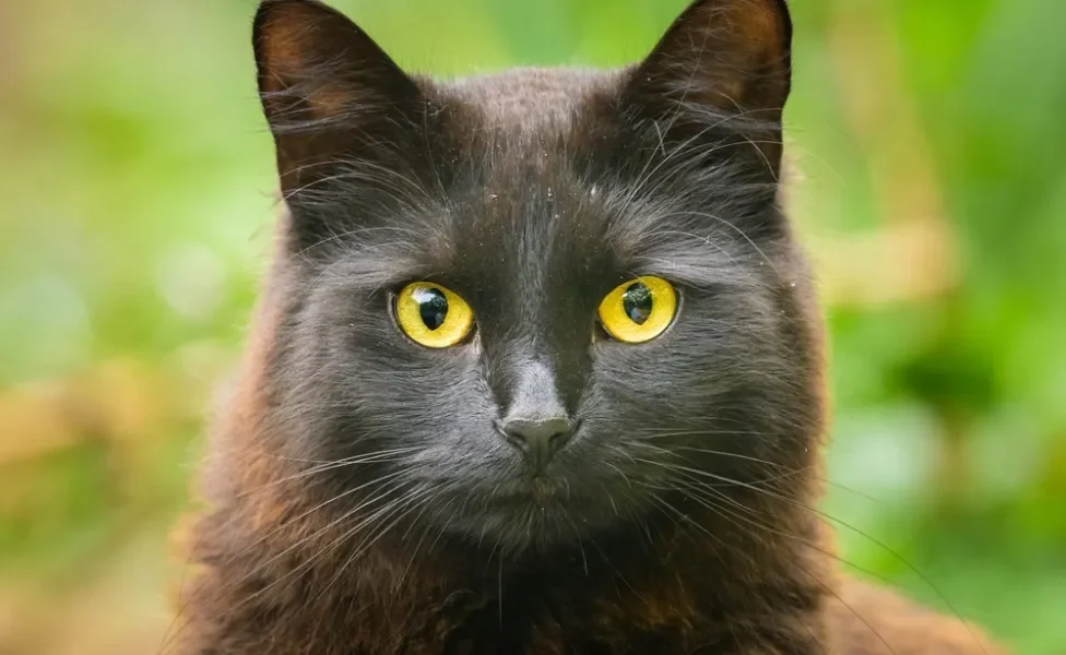 gato preto de olho amarelo