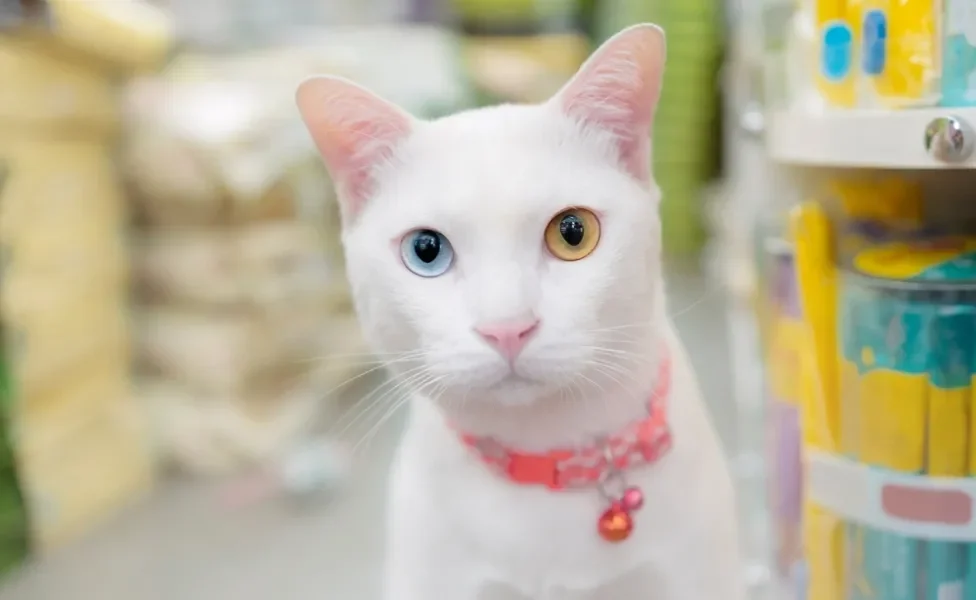 gato branco com heterocromia