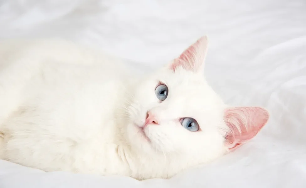 gato branco de olho azul deitado