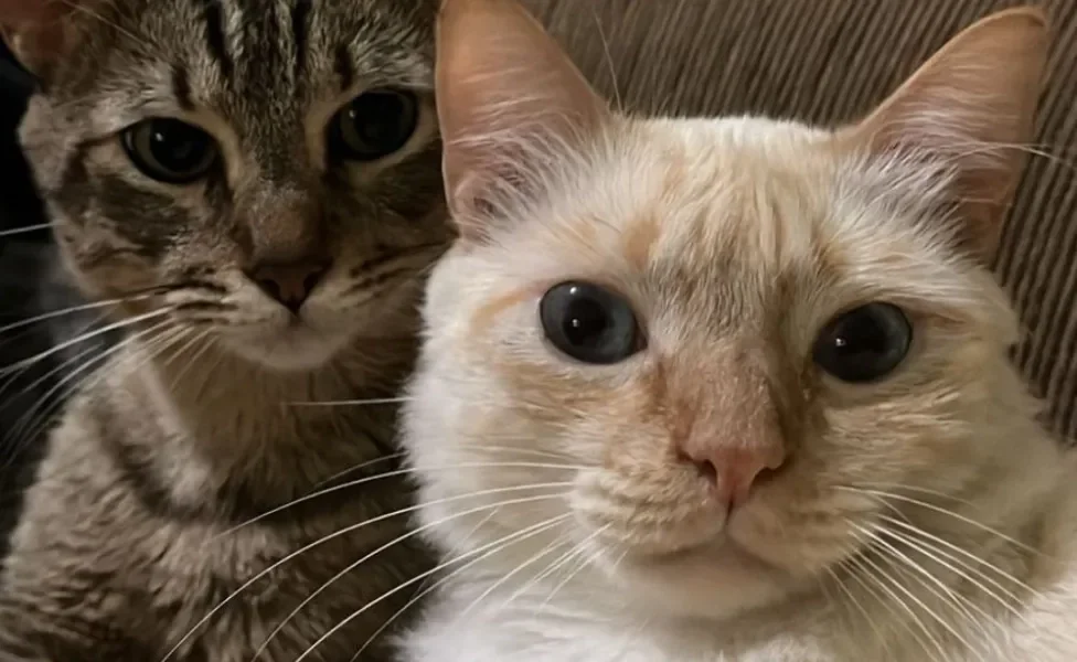 dois gatos, um malhado e um branquinho deitados