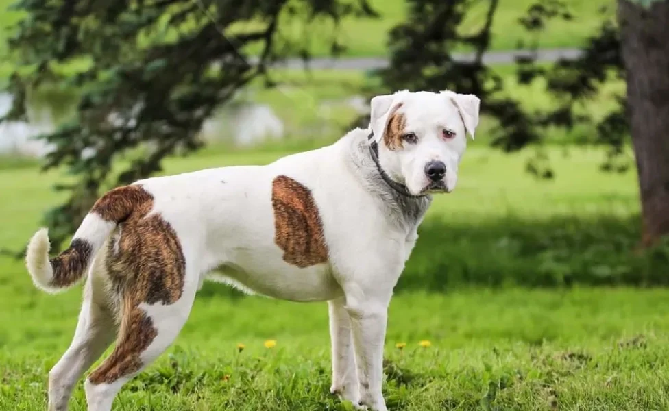 Bulldog Americano em pé ao ar livre