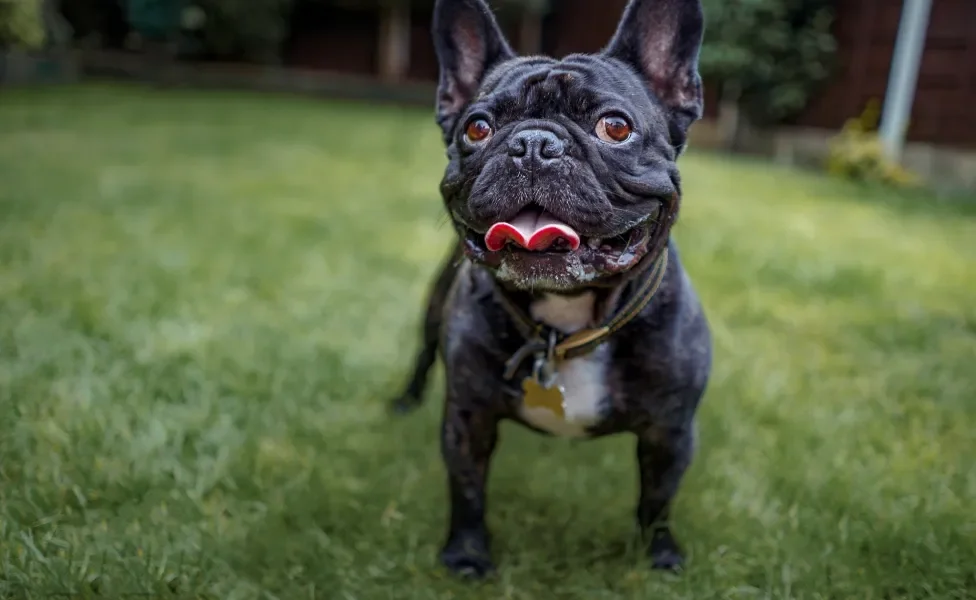 Bulldog Francês em pé ao ar livre