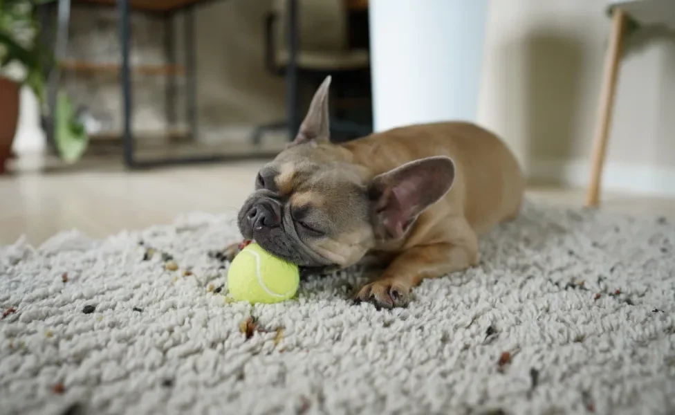 Bulldog Francês brincando com bolinha