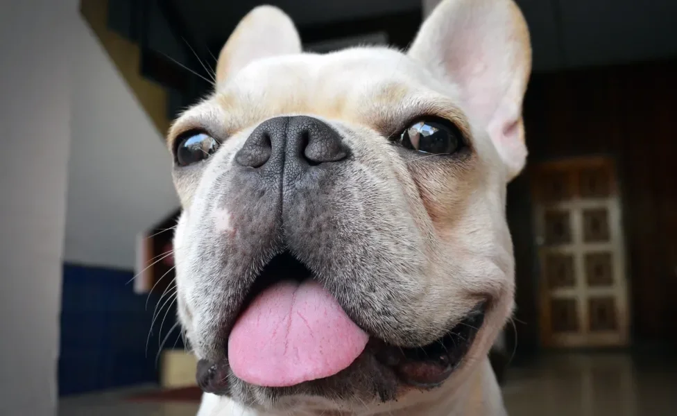 Rosto de Bulldog Francês