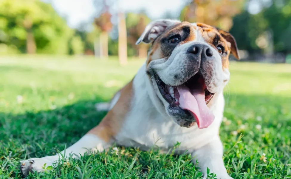 Bulldog Inglês deitado na grama o ar livre