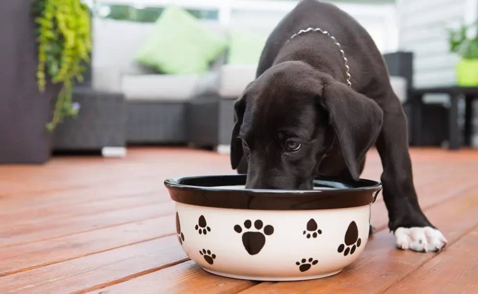 Dogue Alemão filhote comendo ração