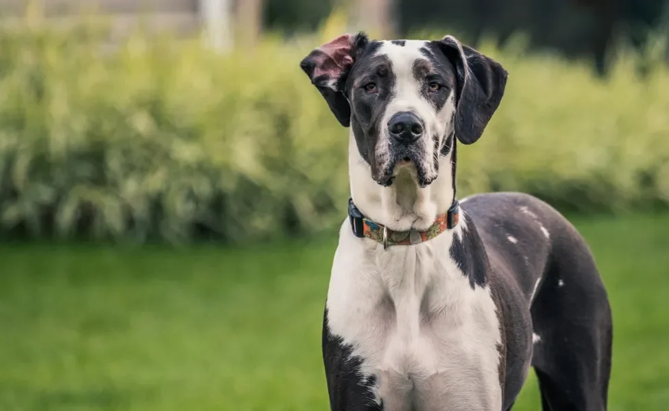 Dogue Alemão ao ar livre