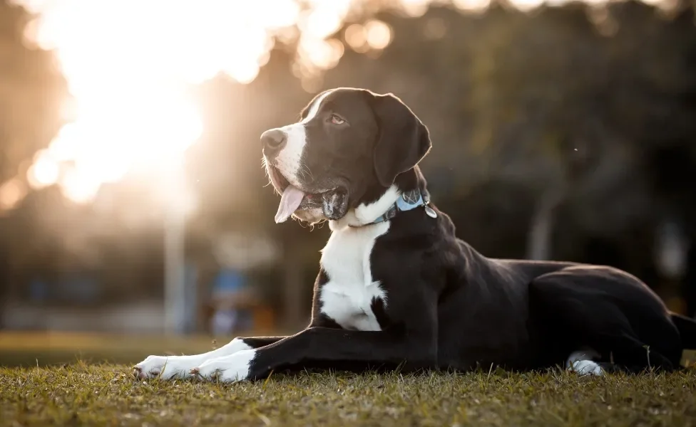 Dogue Alemão deitado ao ar livre