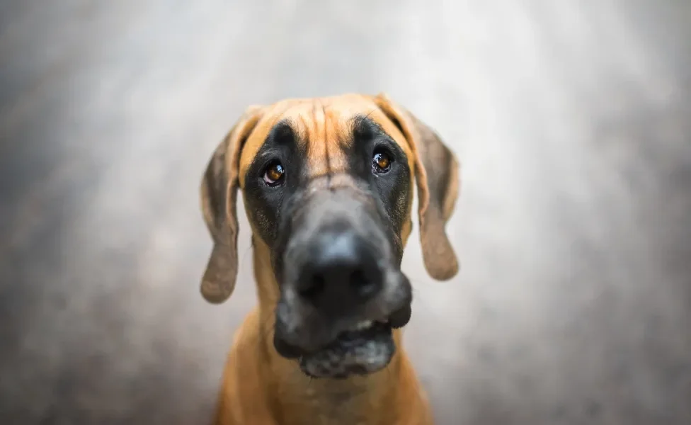 Rosto de Dogue Alemão