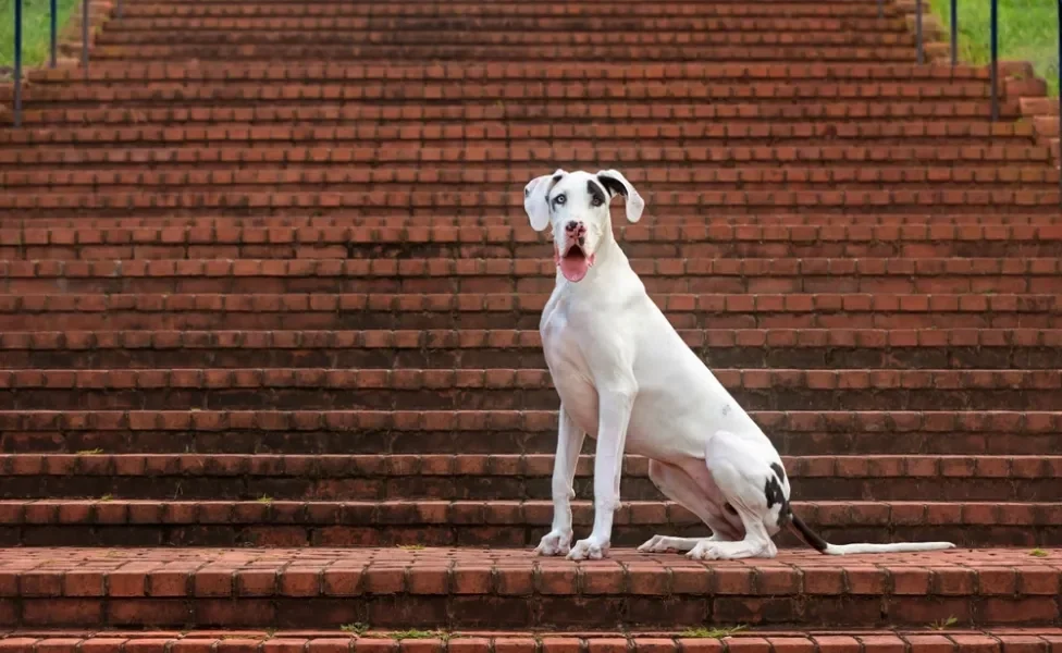 Dogue Alemão sentado em escada