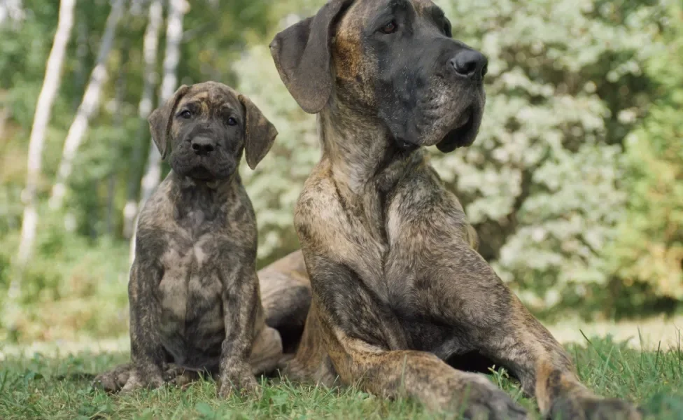 Dogue alemão filhote ao lado de Dogue Alemão adulto