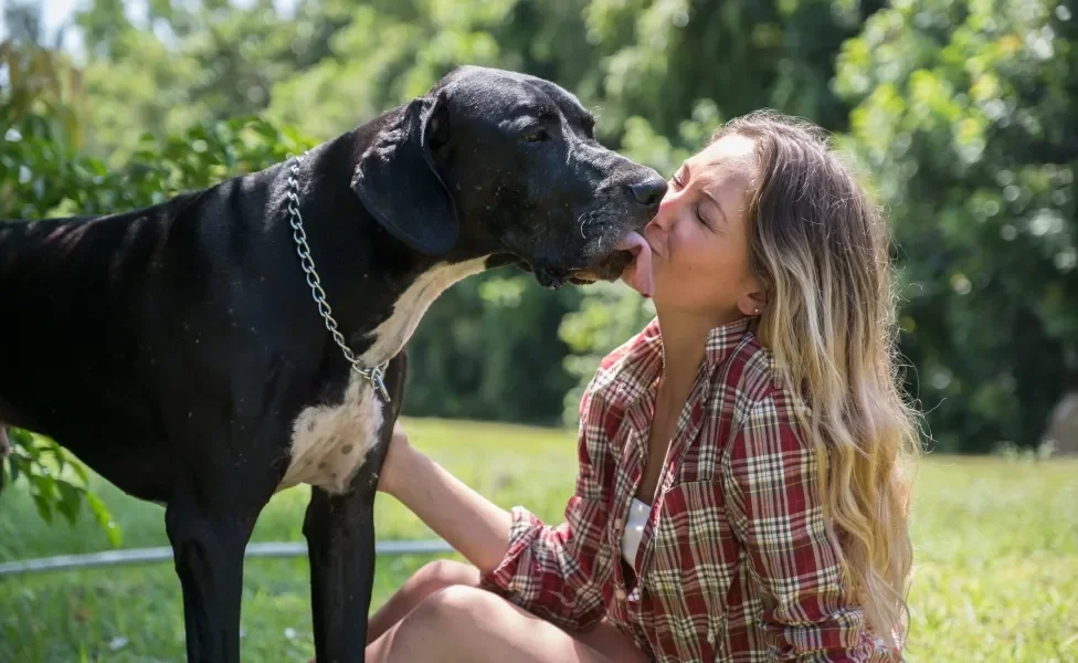 Dogue Alemão lambendo mulher