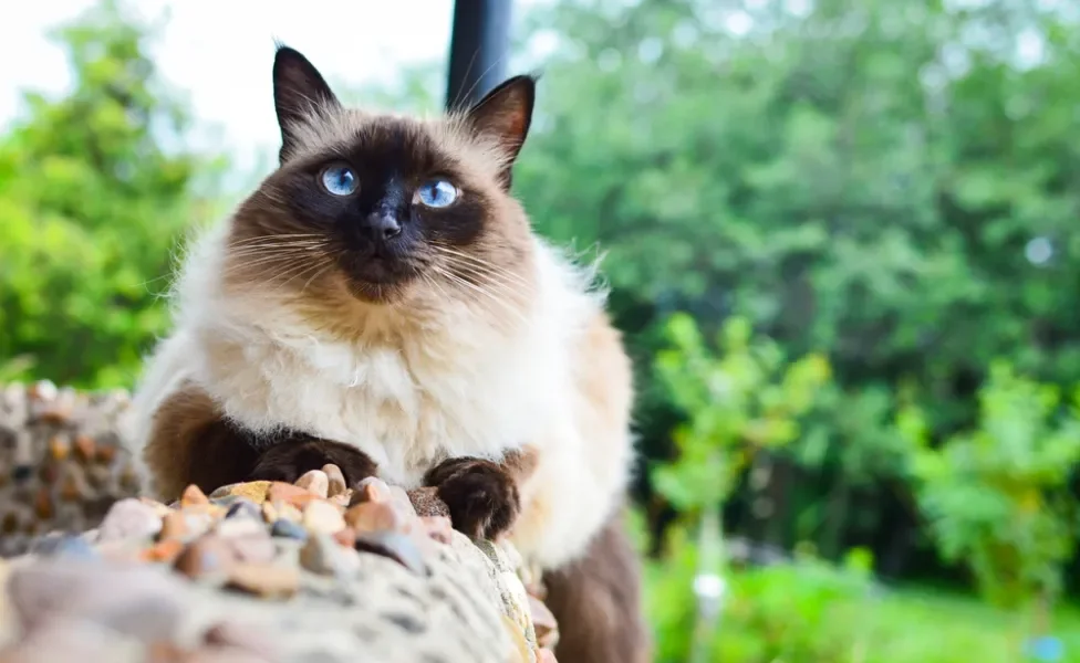 gato balinês sentado na varanda