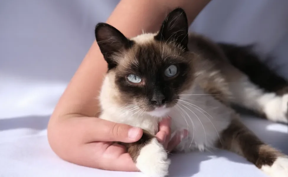 pessoa segurando a patinha de gato balinês 