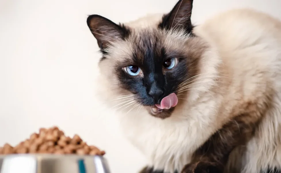 gato balinês com pote de ração atrás