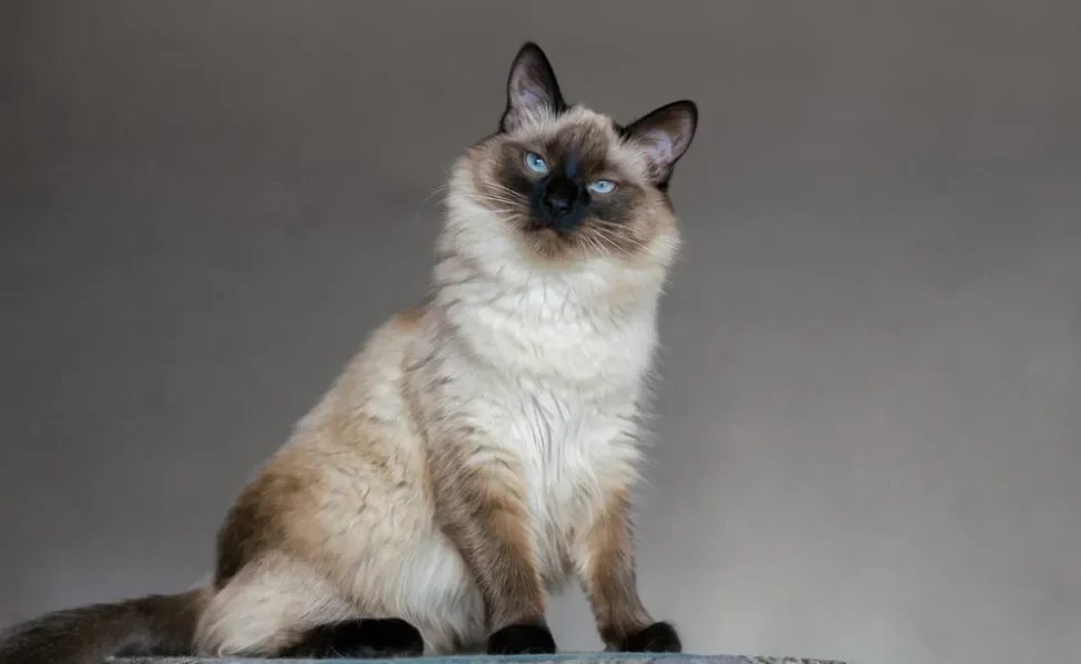 gato balinês sentado olhando para frente