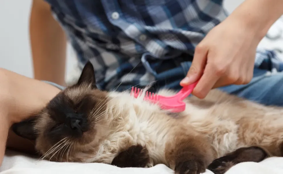 gato balinês sendo escovado