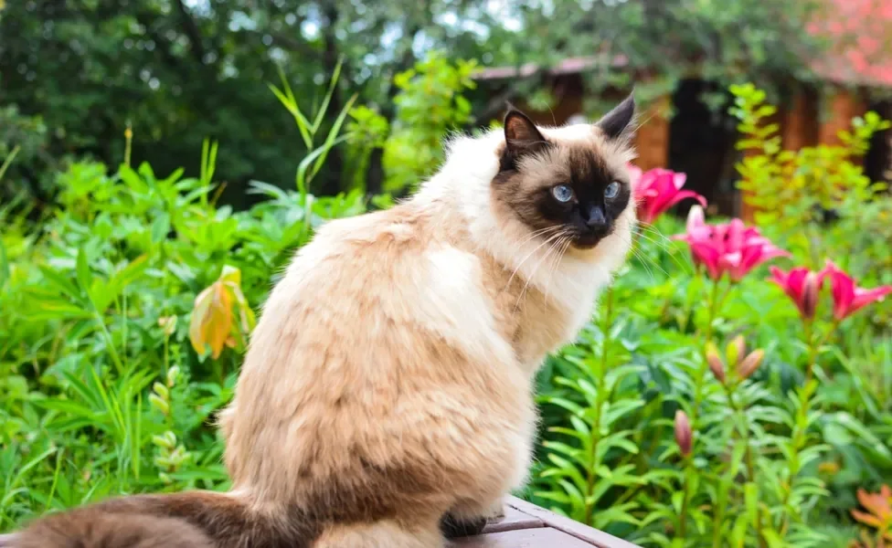 gato balinês perto de flores