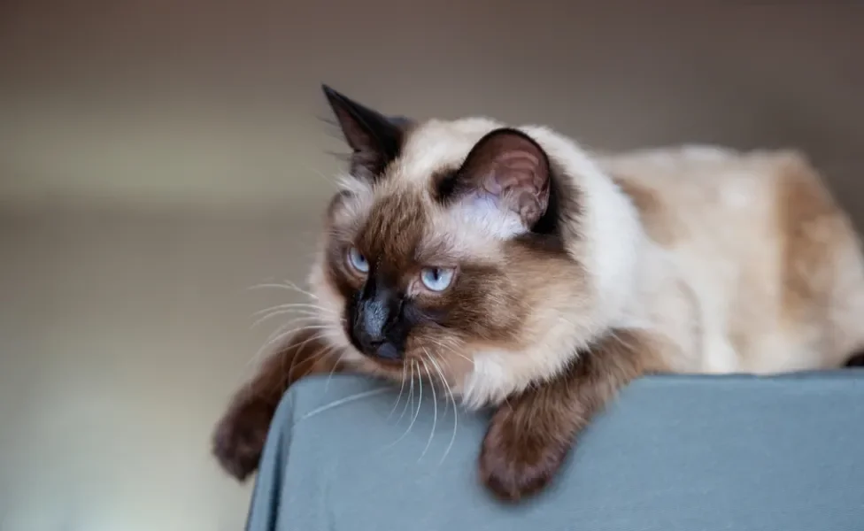 gato balinês deitado