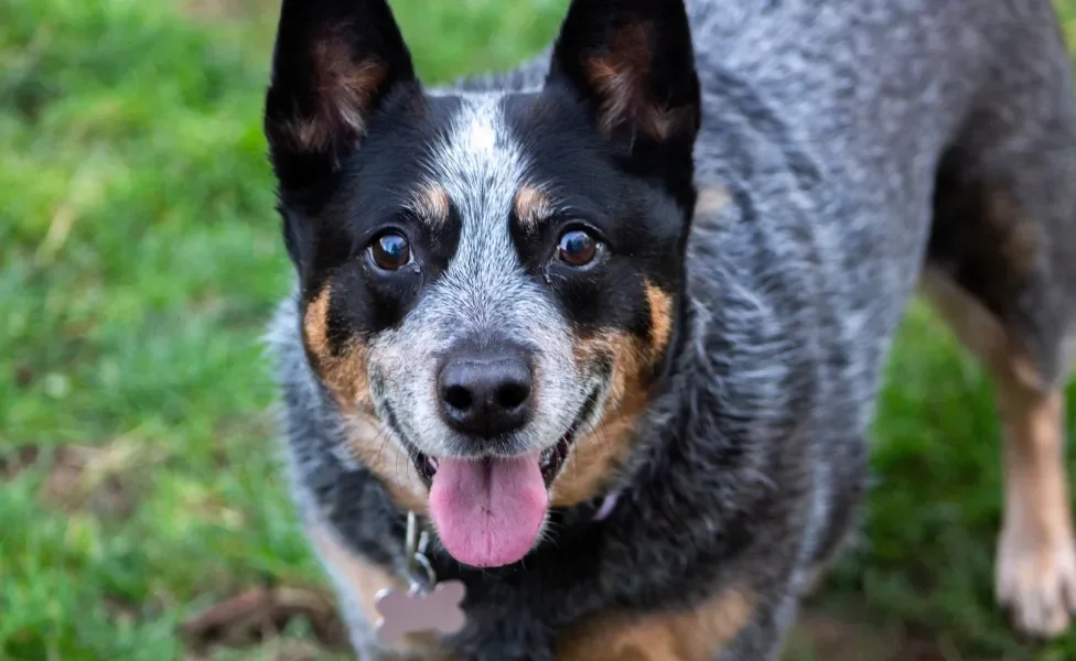 blue heeler com língua de fora