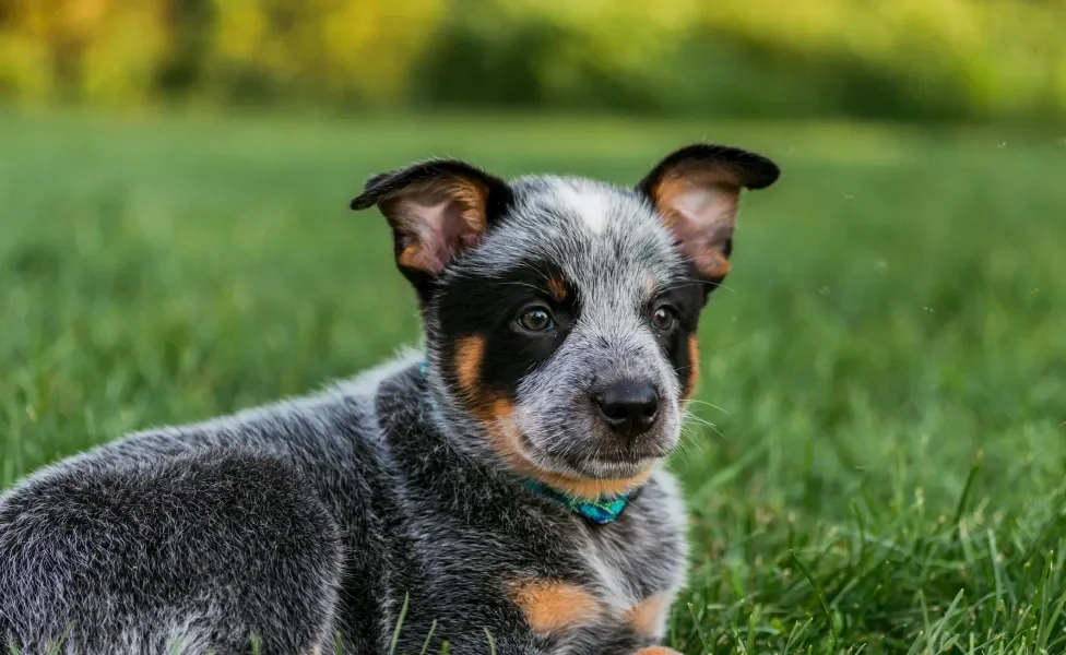 blue heeler filhote deitado na grama