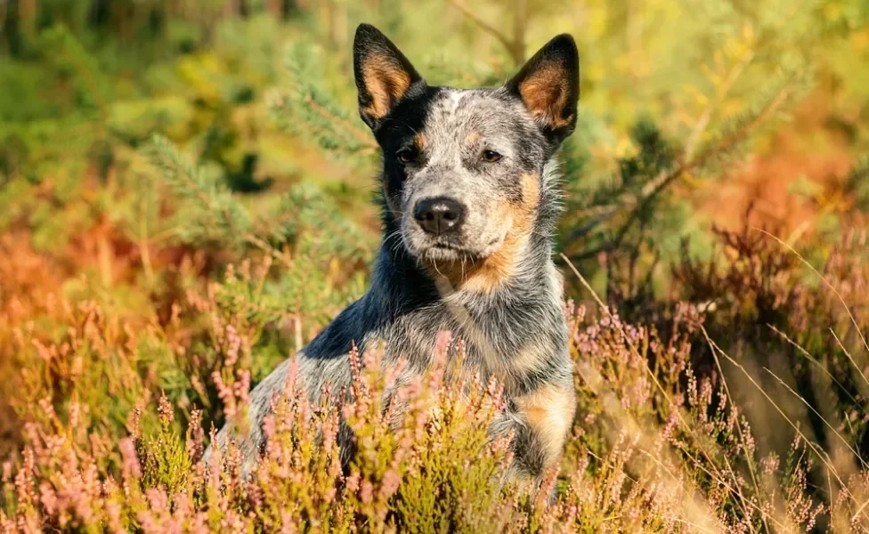 blue heeler em campo florido