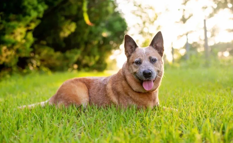 red heeler deitado na grama