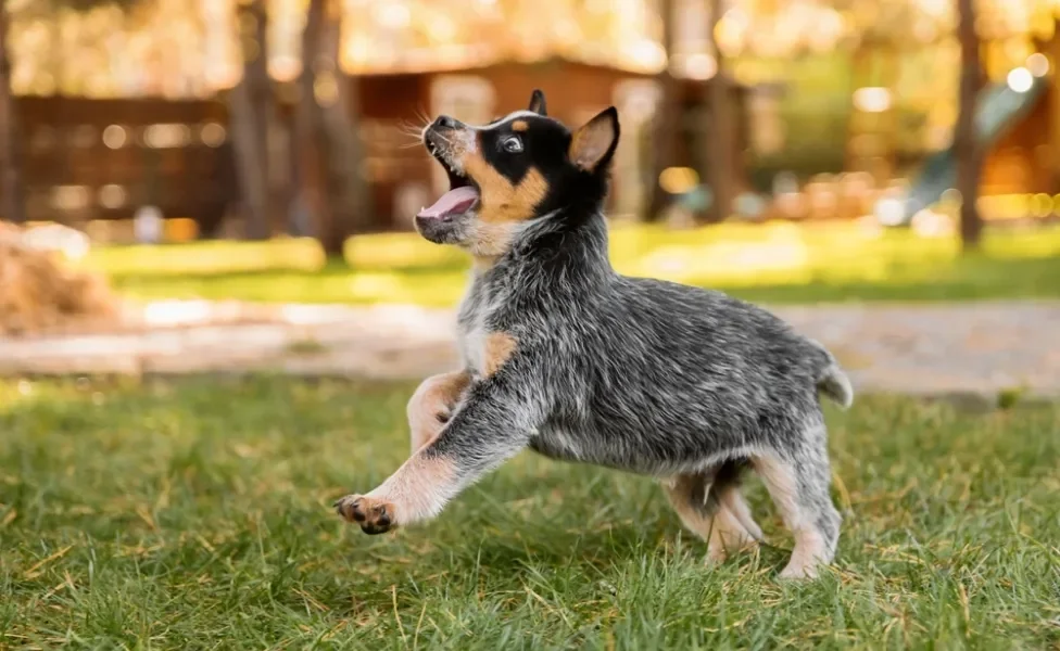 blue heeler filhote pulando