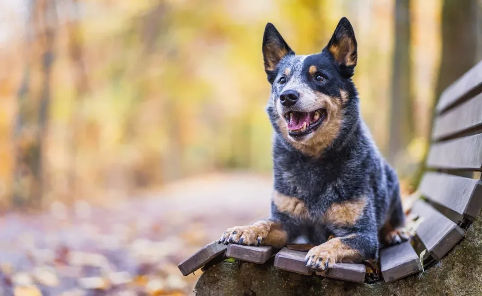 blue heeler deitado no banco de parque