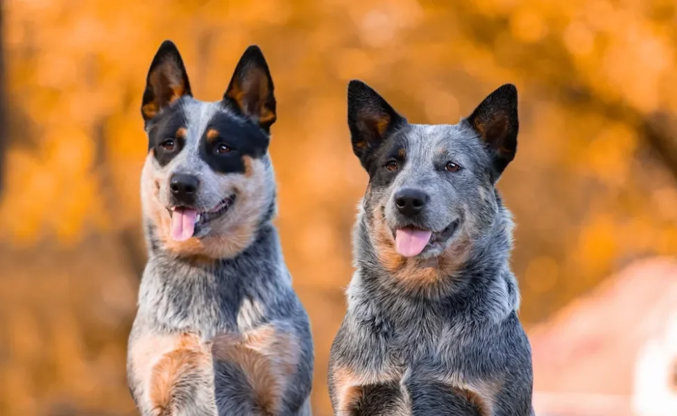 dois cachorros blue heeler juntos com língua de fora